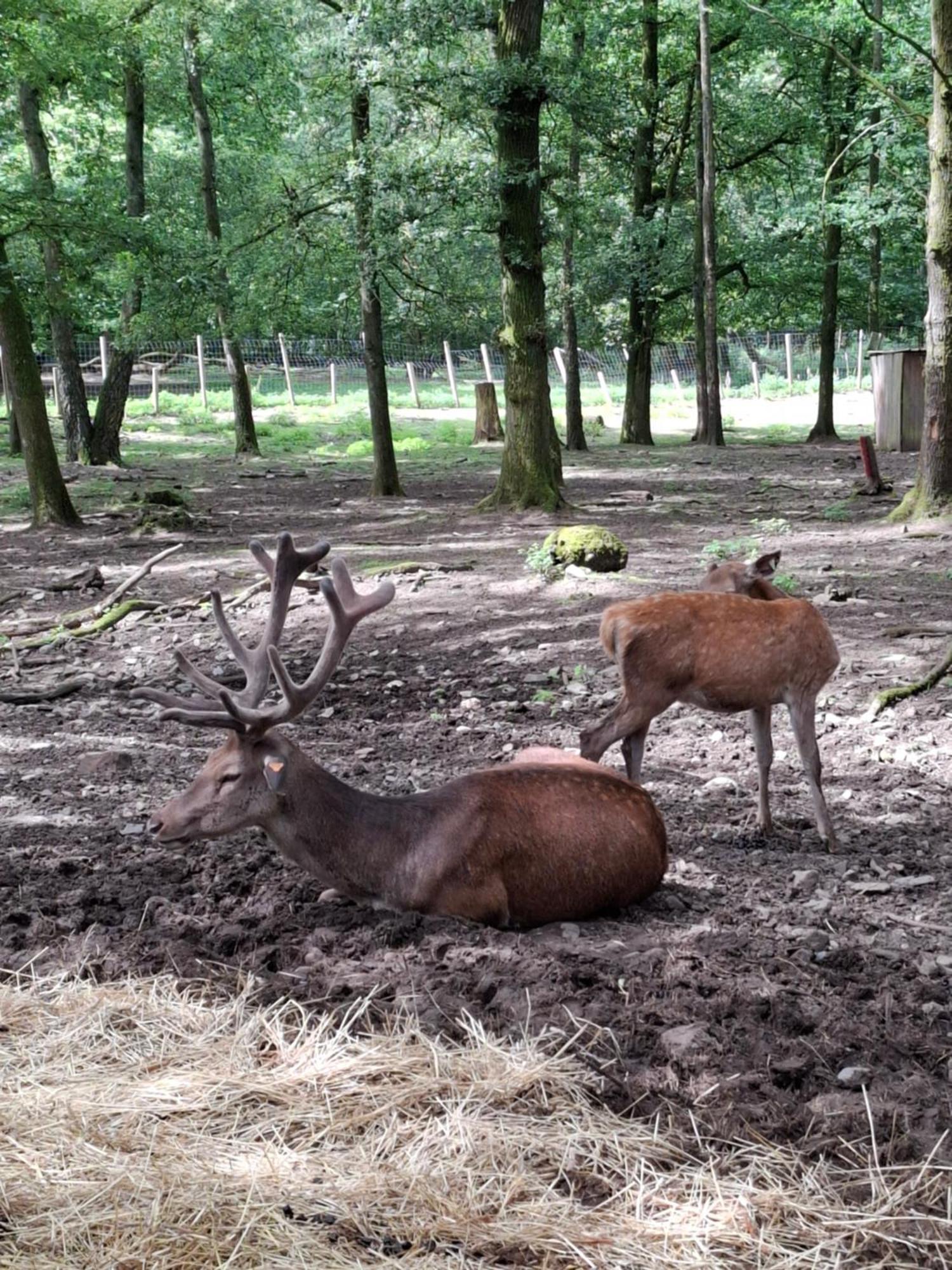 Ferienhaus Het Vlindertje